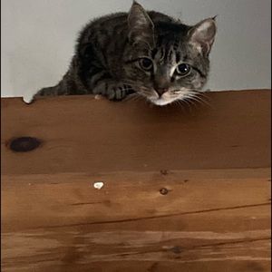 Meet your Posher, Susan